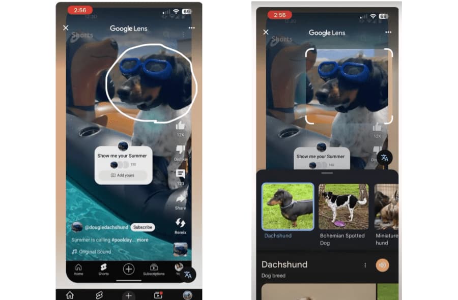 مثال توضيحي على استخدام عدسة جوجل للبحث عن كلب يظهر داخل فيديو يوتيوب. مثال توضيحي على استخدام Google Lens للبحث عن كلب يظهر داخل YouTube Short.
